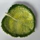 Cabbage leaf slip dish