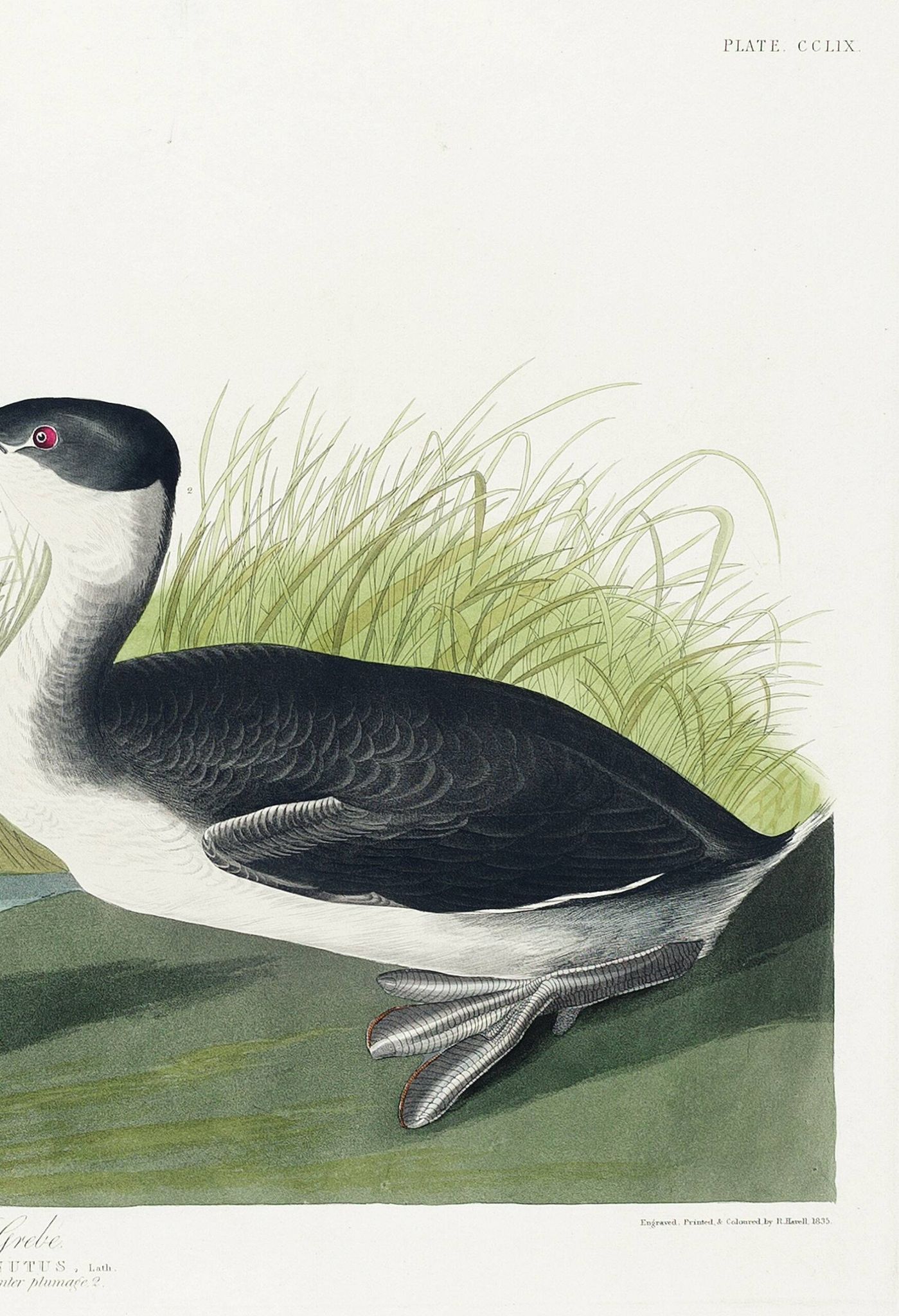 Poster about the great crested grebe, based on an old engraving from 1827.