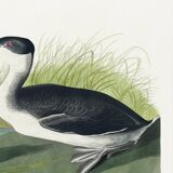 Poster about the great crested grebe, based on an old engraving from 1827.