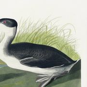 Poster about the great crested grebe, based on an old engraving from 1827.