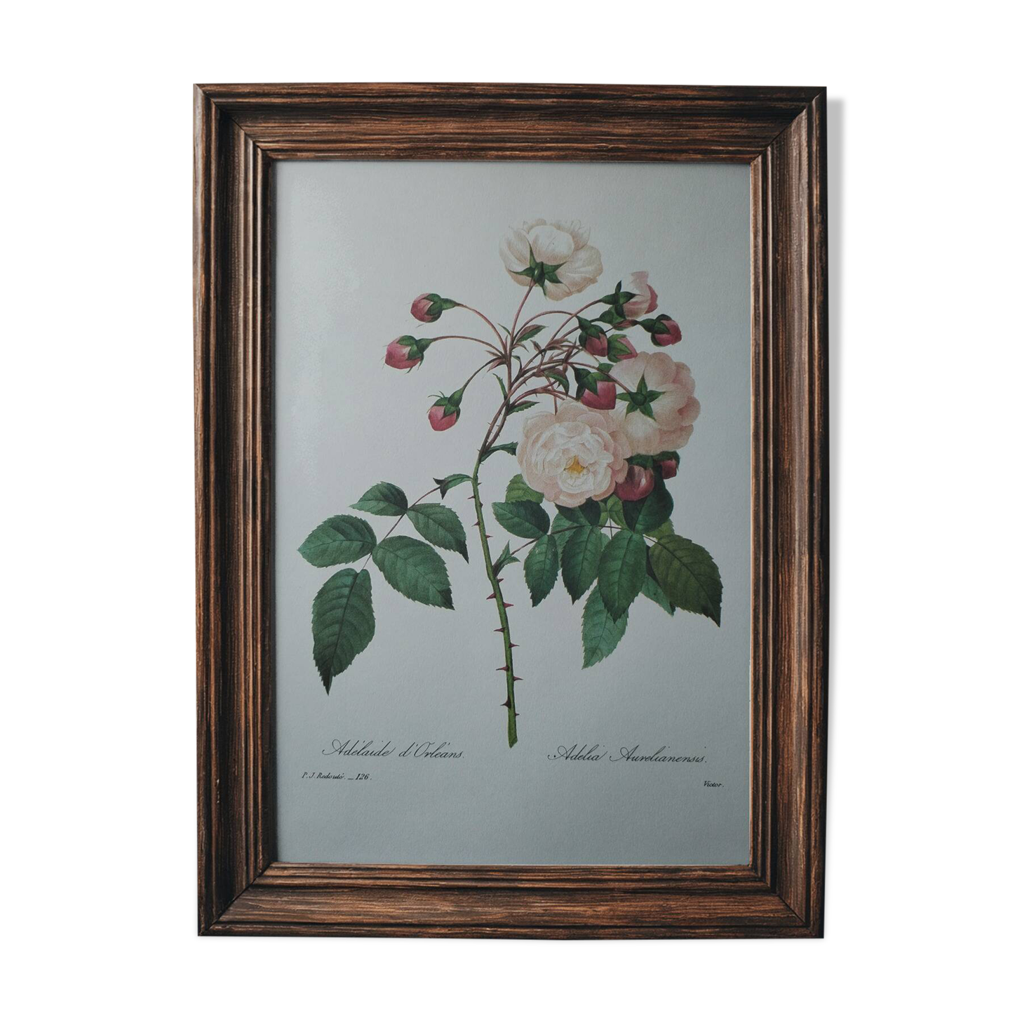 Planche illustrée originale Adélaïde d'Orléans