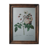 Planche illustrée originale Adélaïde d'Orléans