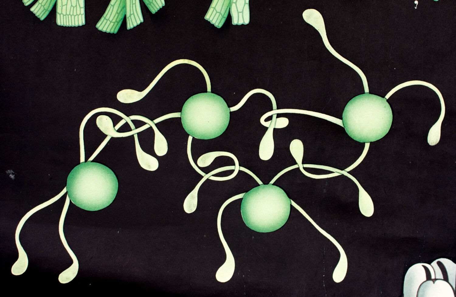 Displays educational horsetail, 1964