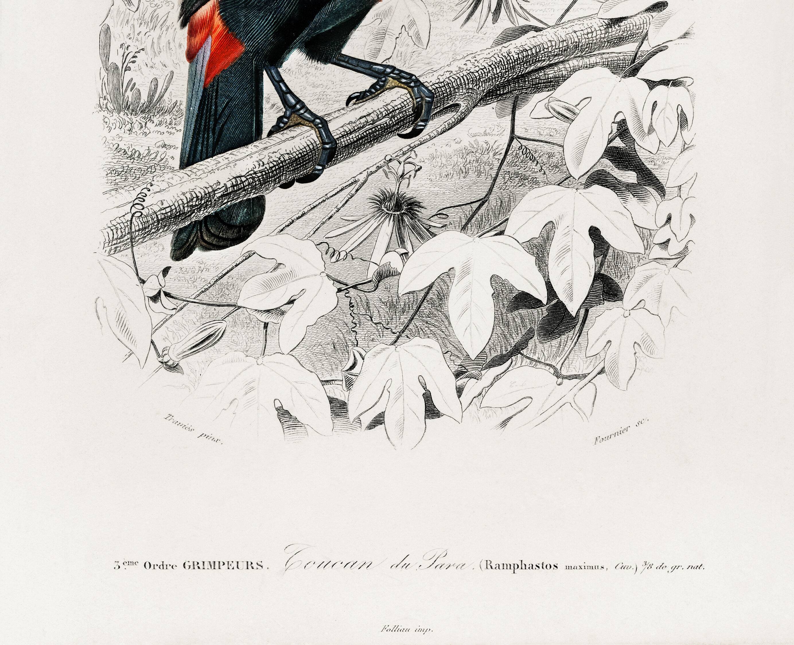 Poster of the Toucan, based on an old engraving from 1849.