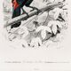 Poster of the Toucan, based on an old engraving from 1849.