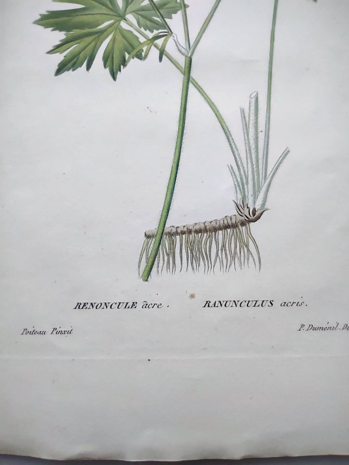 Gravure botanique de 1829 - Renoncule acre par Poiteau