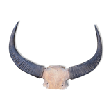 Hunting Trophy