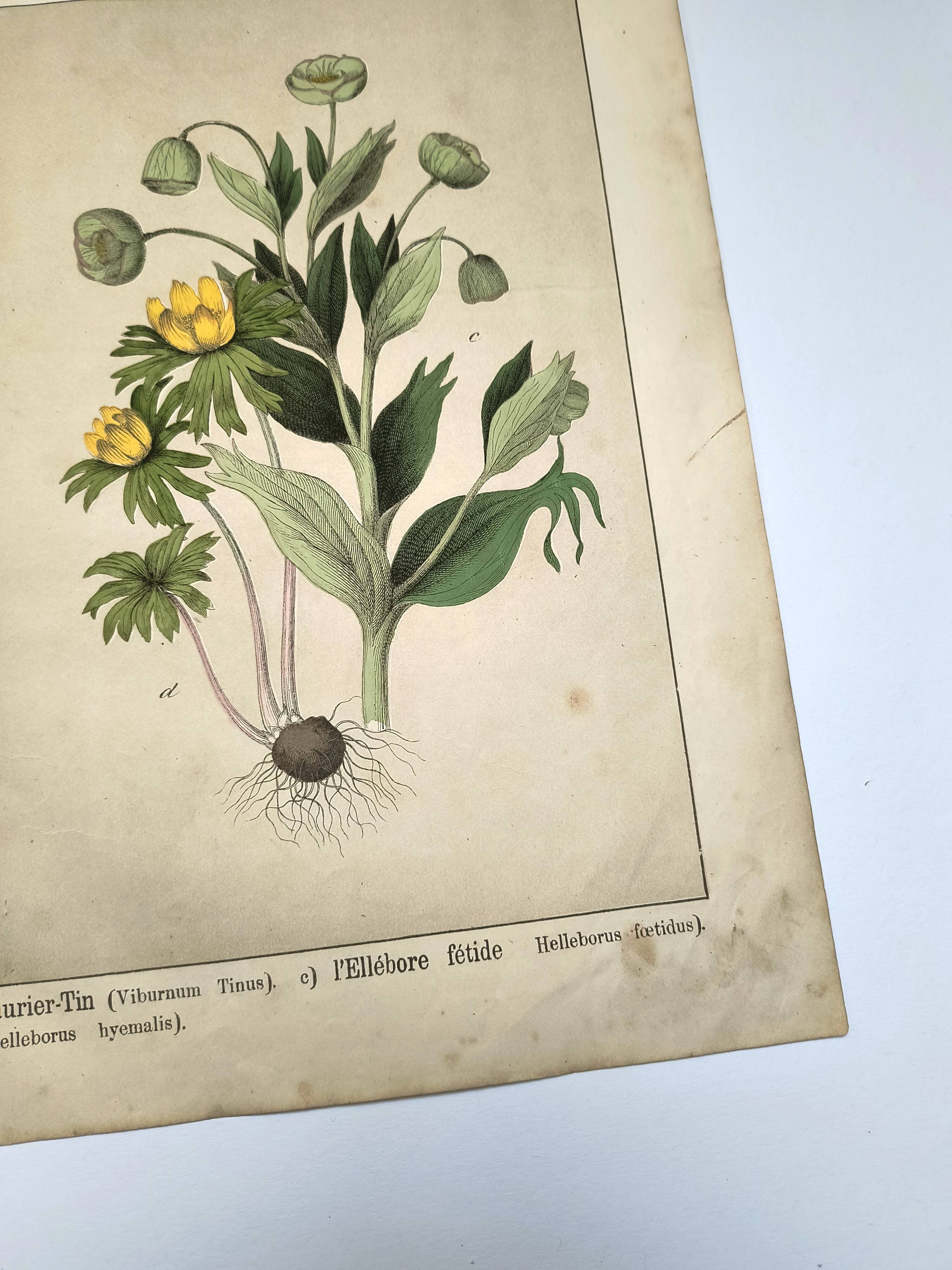 Botanical engraving from 1870 - Viburnum - flower plate lithograph poster