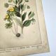Botanical engraving from 1870 - Viburnum - flower plate lithograph poster
