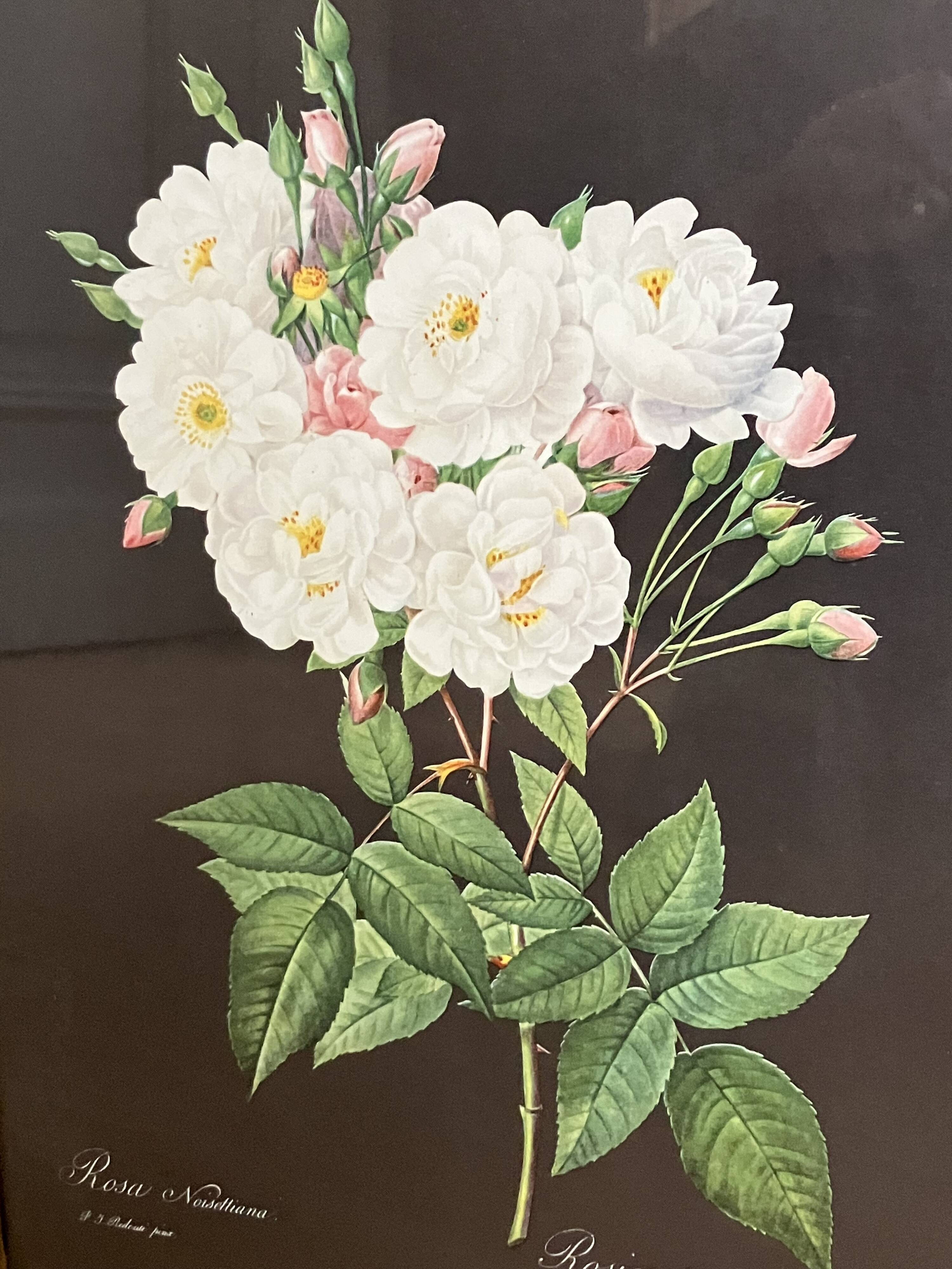 Lithograph - botanical plate "Rose of Philippe Noisette" by PJ Redouté