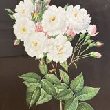 Lithograph - botanical plate "Rose of Philippe Noisette" by PJ Redouté