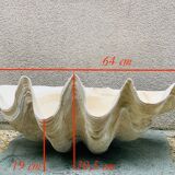 Clam
