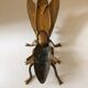 Cendrier vide poche Mouche abeille métal doré vintage