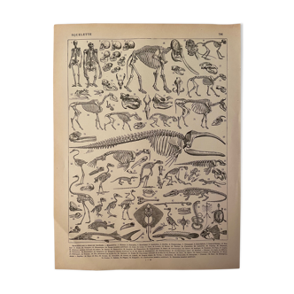 Lithographie gravure sur les squelettes de 1897