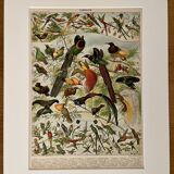 Lithograph on birds (parrot) - 1900