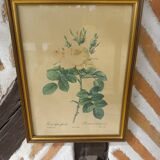 Redouté botanical board table