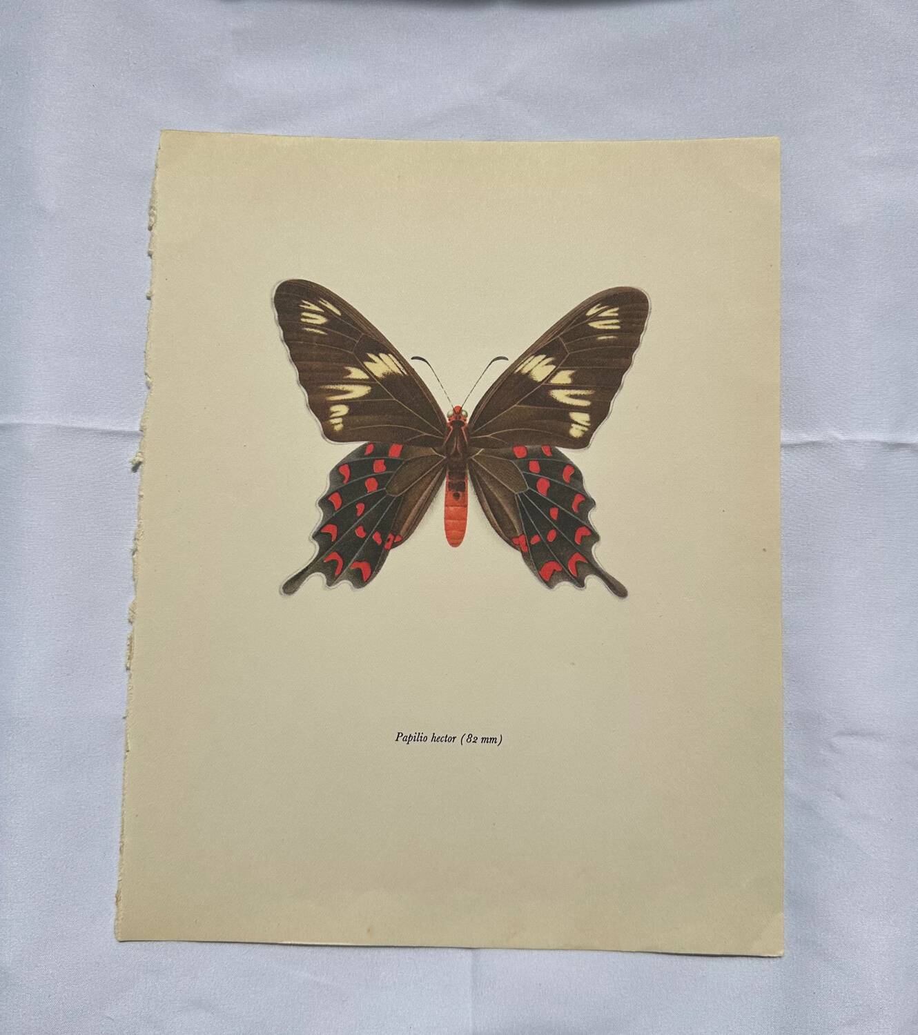 Naturalist engraving butterfly old botanical plate naturalist etching