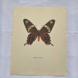 Naturalist engraving butterfly old botanical plate naturalist etching