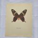 Naturalist engraving of an old butterfly botanical plate etching naturalist