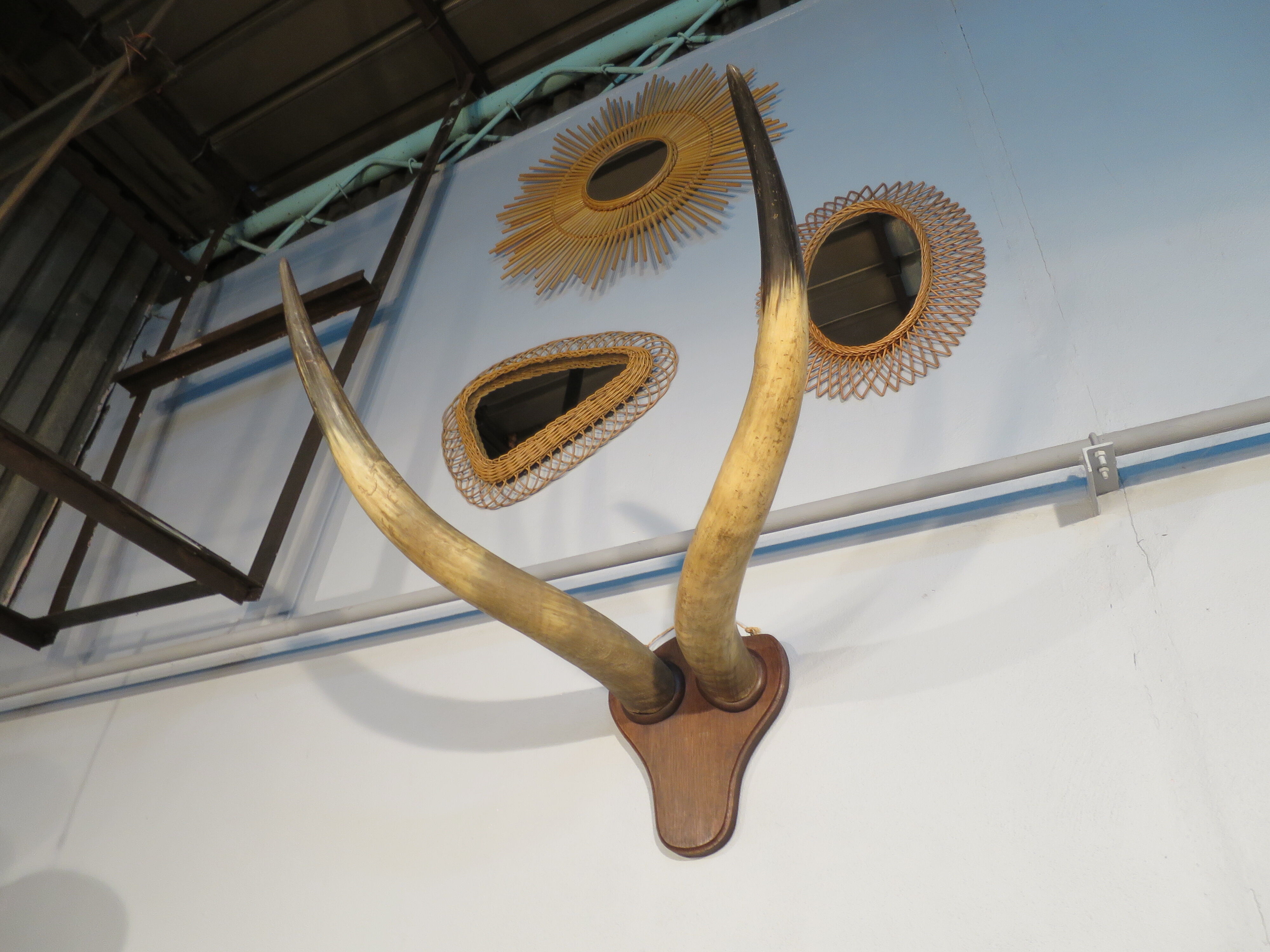 Trophy pair of horns