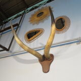 Trophy pair of horns