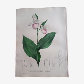 Planche botanique Cypripedium Album, lithographiée et coloriée,  Sertum Botanicum 1832