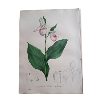 Planche botanique Cypripedium Album, lithographiée et coloriée,  Sertum Botanicum 1832