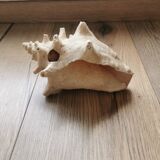 Shell