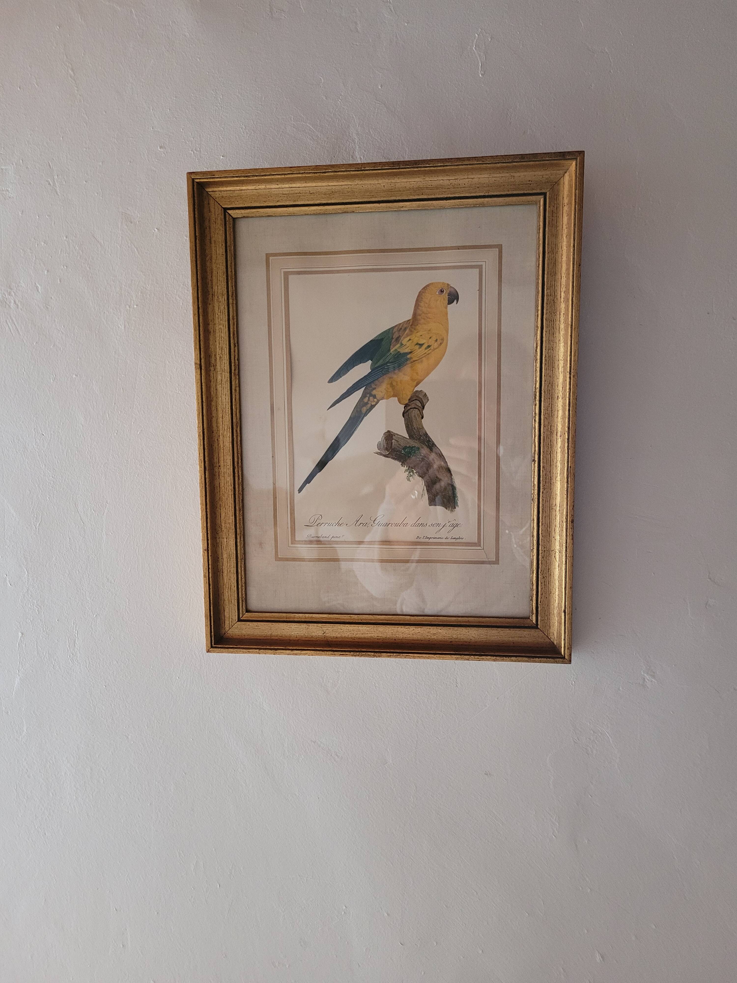 Yellow Macaw engraving