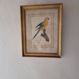 Yellow Macaw engraving