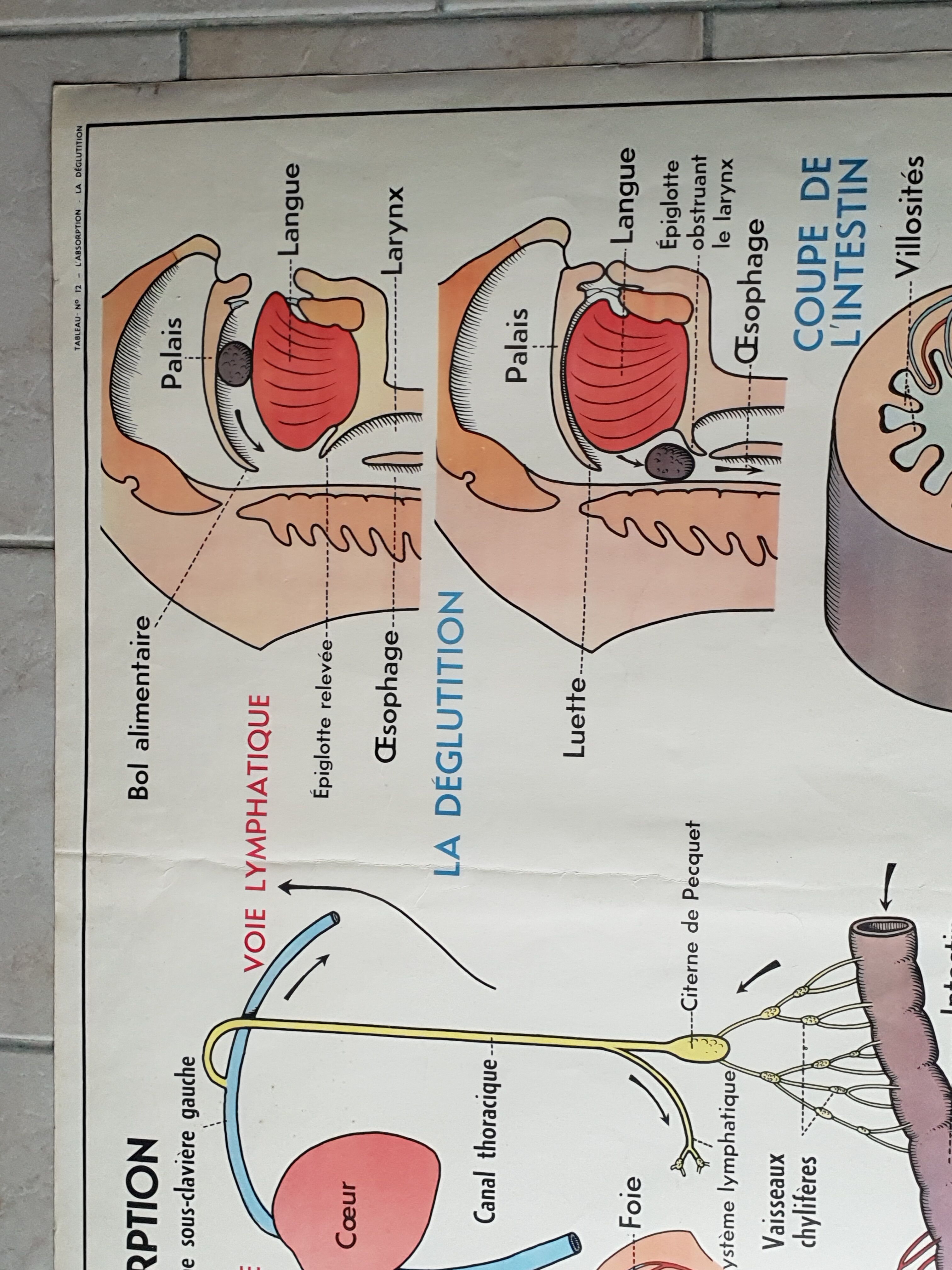 Poster school - heart vessels and duplex absorption