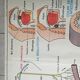 Poster school - heart vessels and duplex absorption