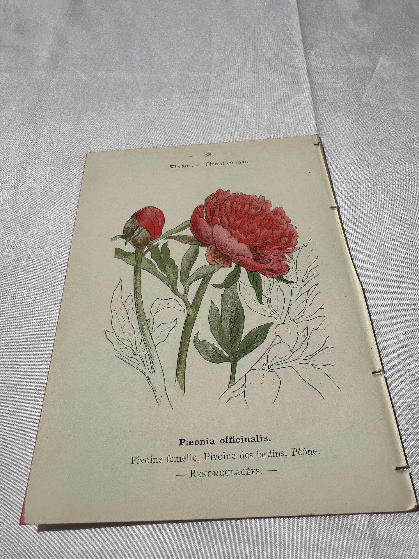 Botanical plate engraving flower France double-sided 19th century