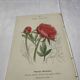 Botanical plate engraving flower France double-sided 19th century