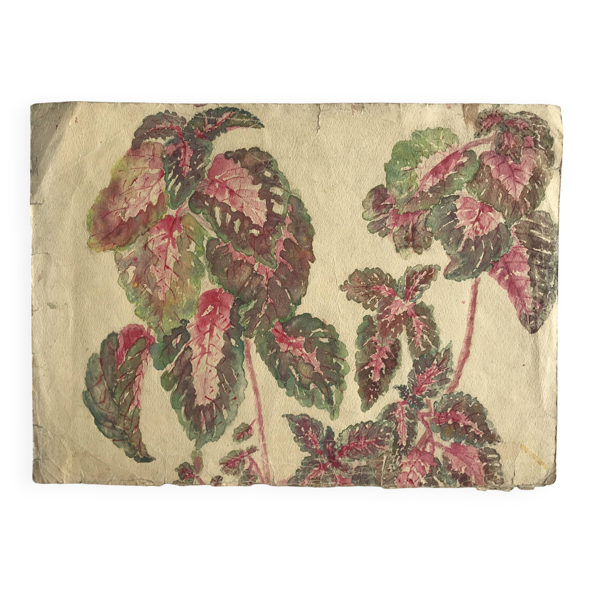 Solenostermon (Coleus Blumei), 1950s. Watercolor on paper