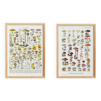 Set of 2 posters about mushrooms (reserved)