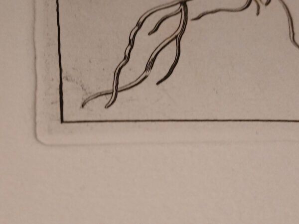 Rare Gravure XVIIe - Nicolas Robert (Peintre du Roi) - L'Amaryllis Roy