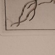 Rare Engraving XVII - Nicolas Robert (Painter to the King) - The Amaryllis Royal