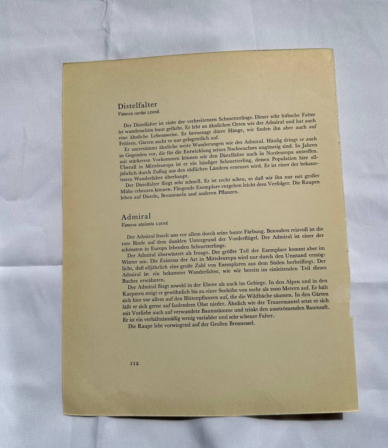 Antique Butterfly Lithograph Naturalist Vintage Engraving Plate