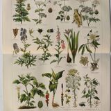 Lithographie ancienne - Plantes toxiques  - Gravure originale de 1909