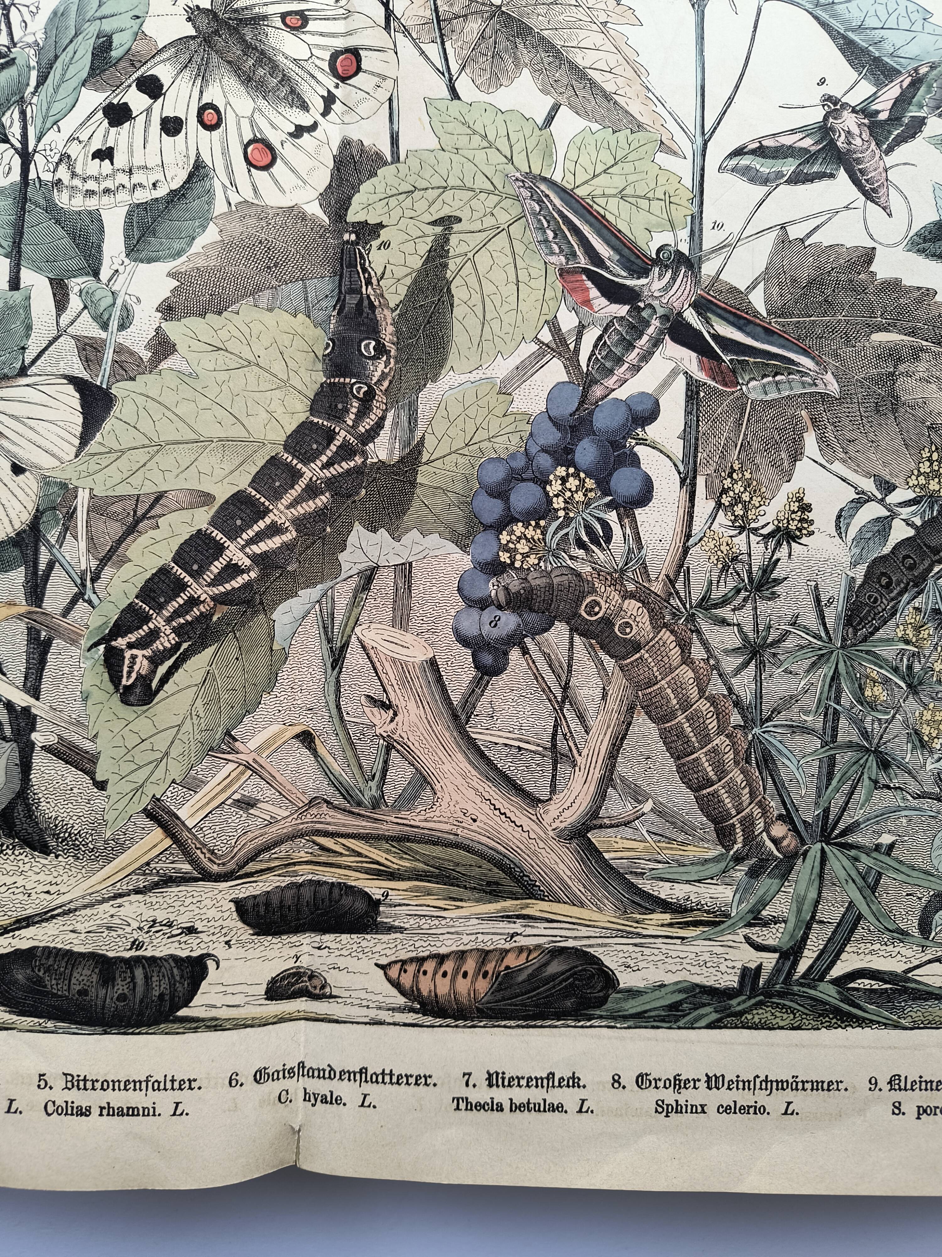 Antique engraving, 1886 - European Butterflies (3). 19th-century chromolithograph