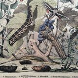 Antique engraving, 1886 - European Butterflies (3). 19th-century chromolithograph