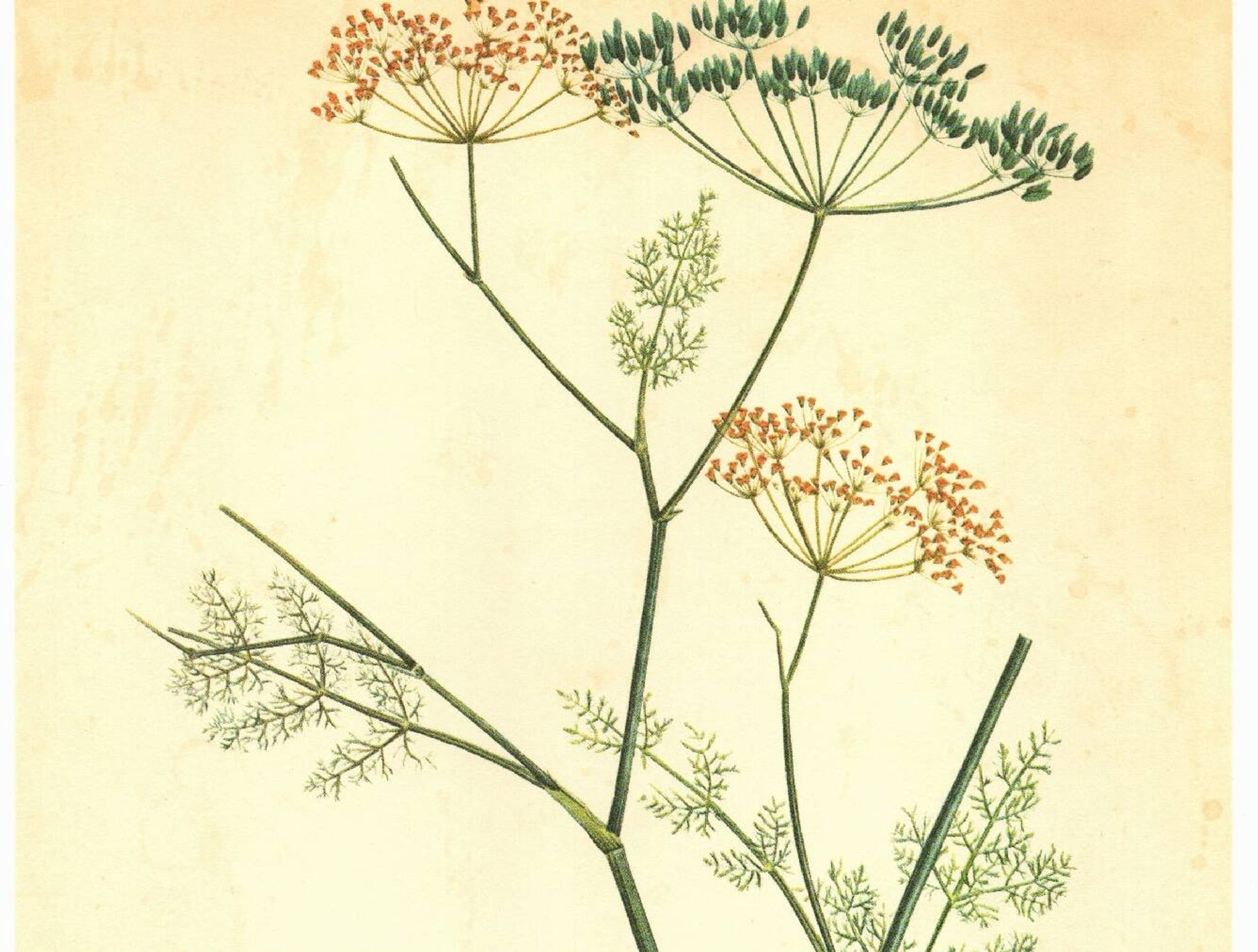 Old illustration 1959 - Fennel - Vintage herbarium illustration