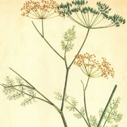 Old illustration 1959 - Fennel - Vintage herbarium illustration