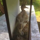 Taxidermy duck. Victorian showcase