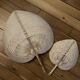 Palm leaf