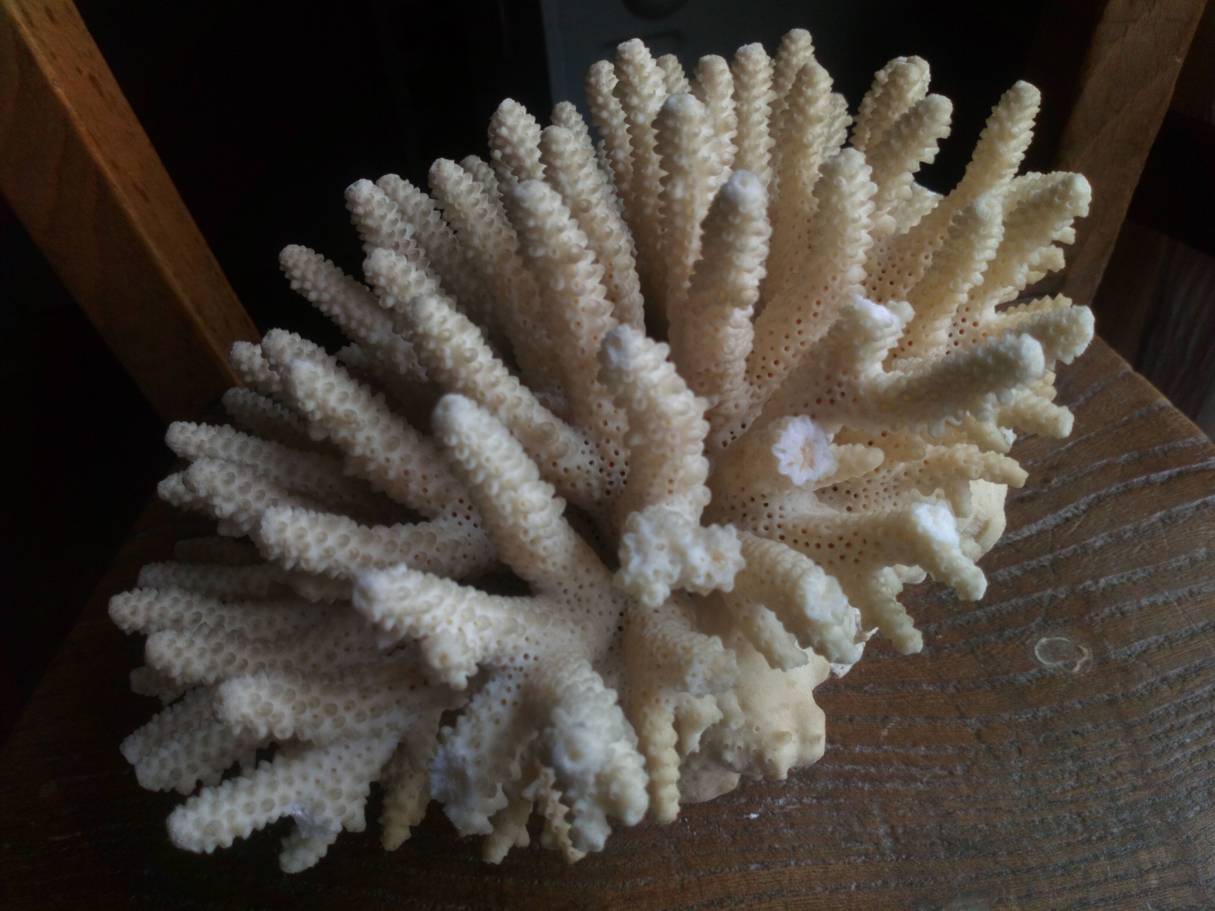 Ancient white coral bouquet
