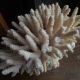 Ancient white coral bouquet