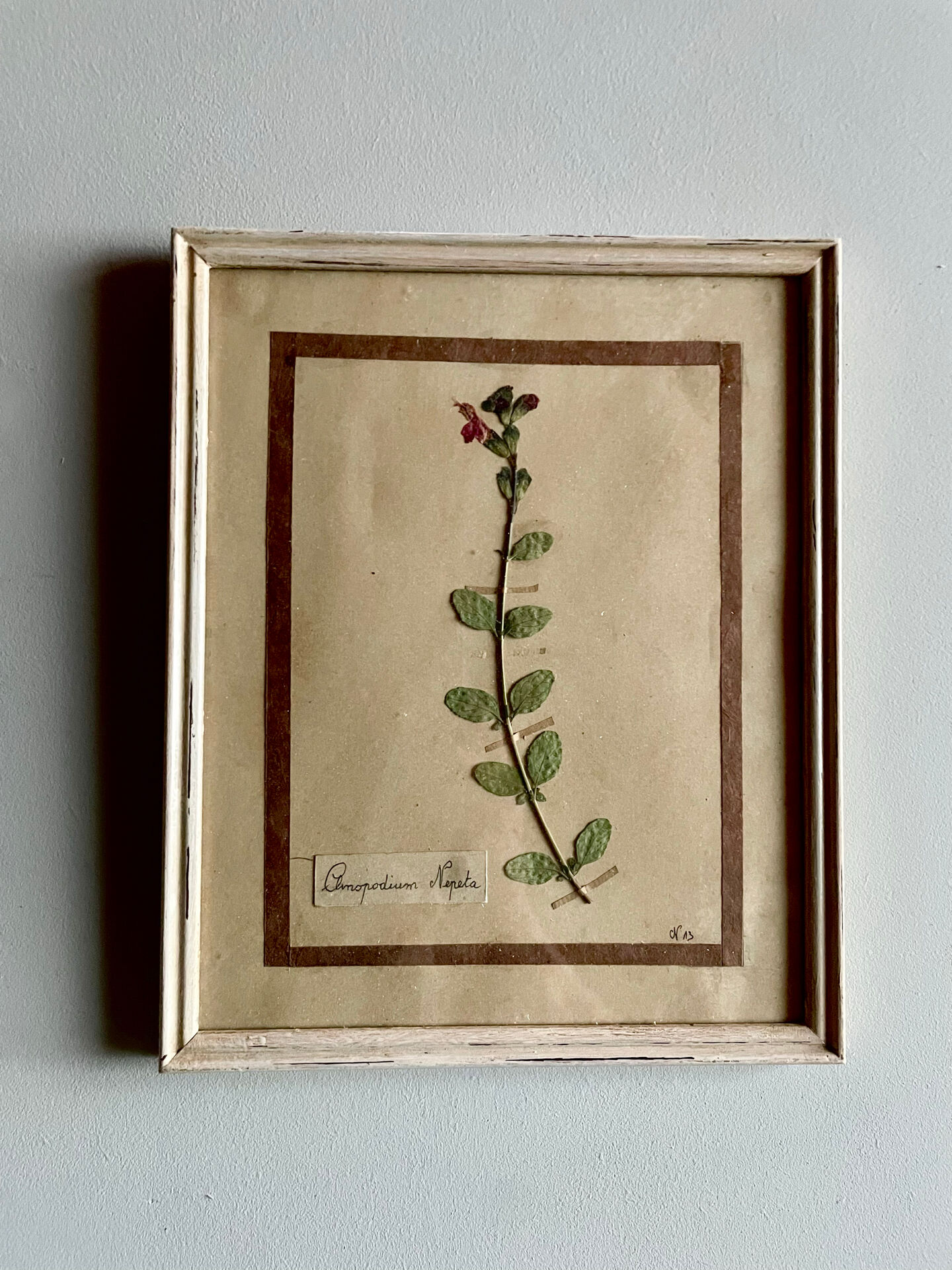 Set of 6 botanical plates