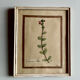 Set of 6 botanical plates